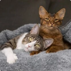 SELECT GOLD Senior Indoor +7 12x85 G 8 SELECT GOLD Senior Indoor +7 12x85 G -Haustierbedarf geschäft 536de371626fbac7381fe51ce63607aedfae0cd8 1099803 de DE 4 Select Gold Cat 6