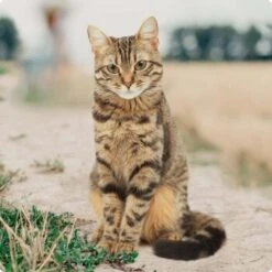 REAL NATURE Original Kitten 12x85g Huhn Mit Pute Mit Roter Paprika Und Lachsöl 10 REAL NATURE Original Kitten 12x85g Huhn Mit Pute Mit Roter Paprika Und Lachsöl -Haustierbedarf geschäft bc56b458619aa86240780c2f64ff928db9b8da6b 1246887 de DE Real Nature Original Cat Bild 1